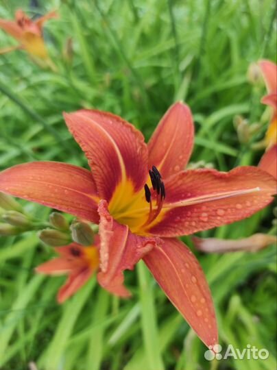 Многолетние цветы для сада