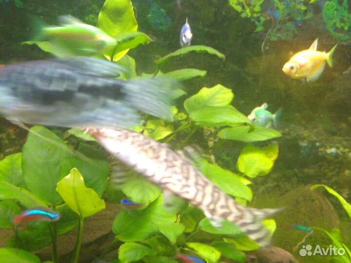 Рыба,аквариум