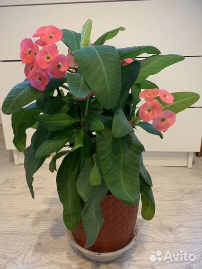 Молочай Миля, Юкка