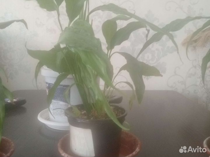 Спатифиллум