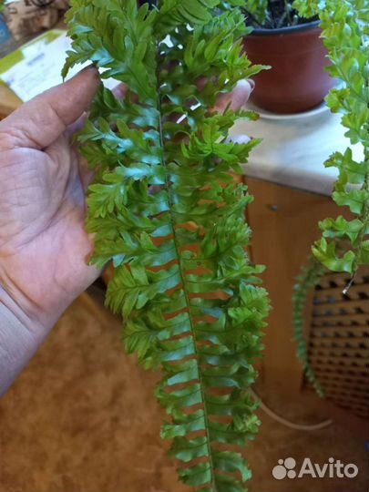 Папоротник комнатный кучерявый(нефролепис)