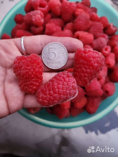 Рассада ремонтантной малины безшипая