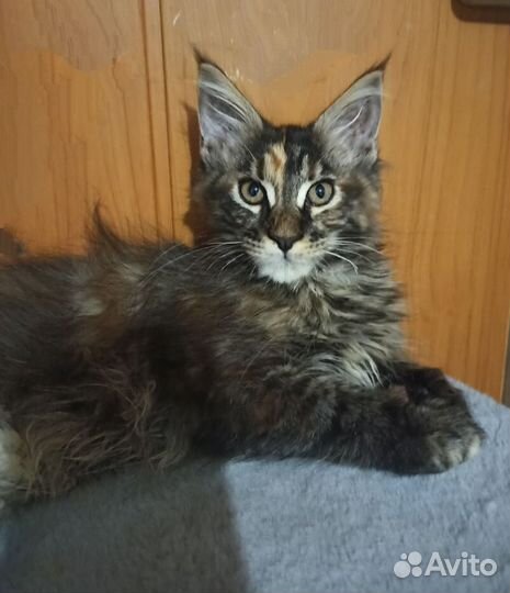 Котенок Мейн кун