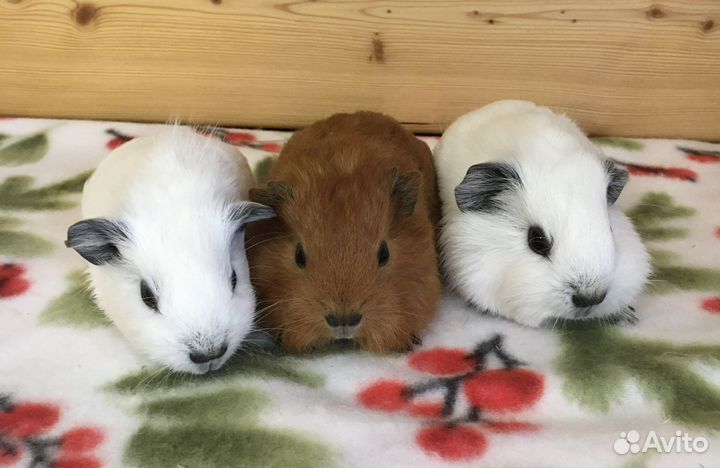Морские свинки. Доставка по РФ