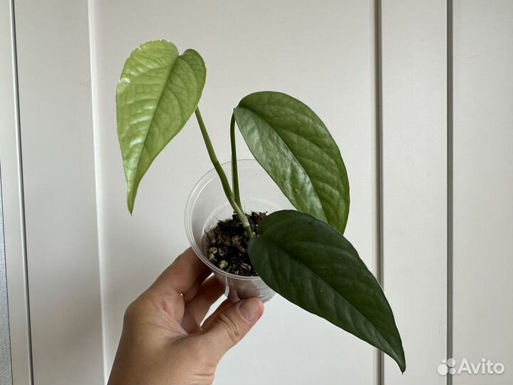 Эпипремнум, Сциндапсус