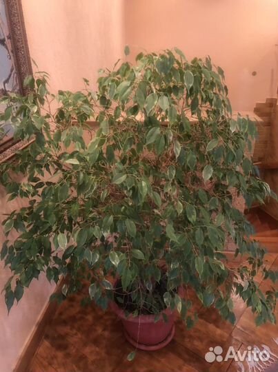 Фикус бенджамина