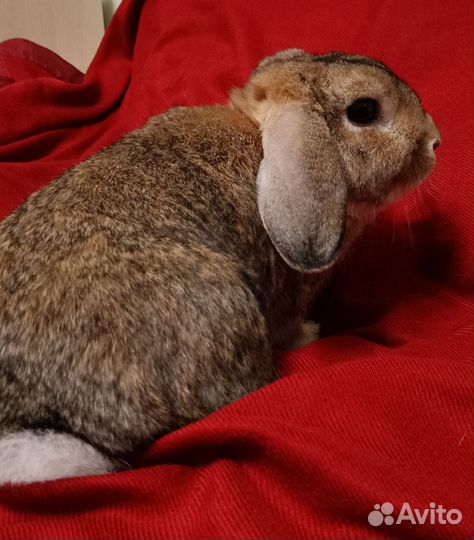 Кролик баран вислоухий