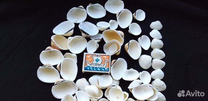 Морские ракушки скафарки