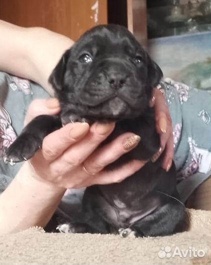 Щенки кане корсо