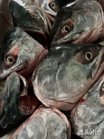Головы лосося мороженные