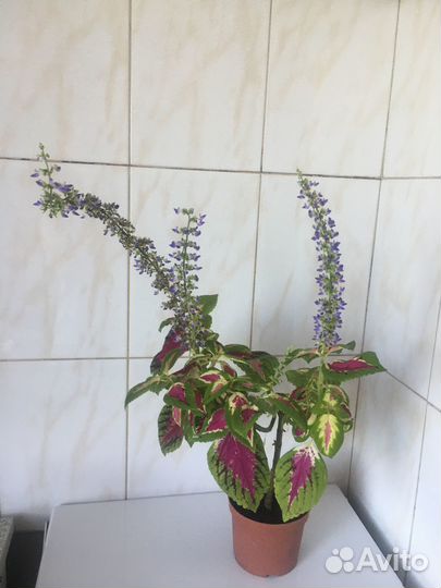 Комнатные растения цветы