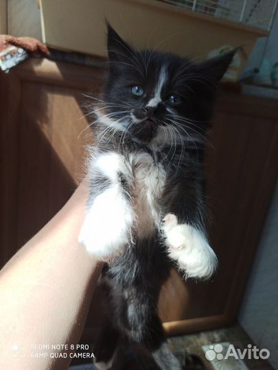 Котятки в добрые руки