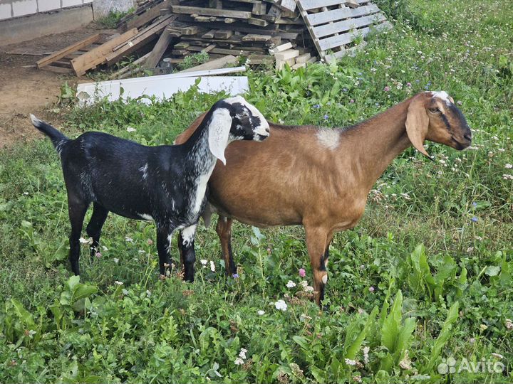 Нубийские козы