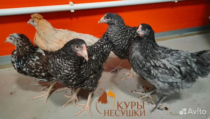 Курочки несушки бесплатная доставка на дом