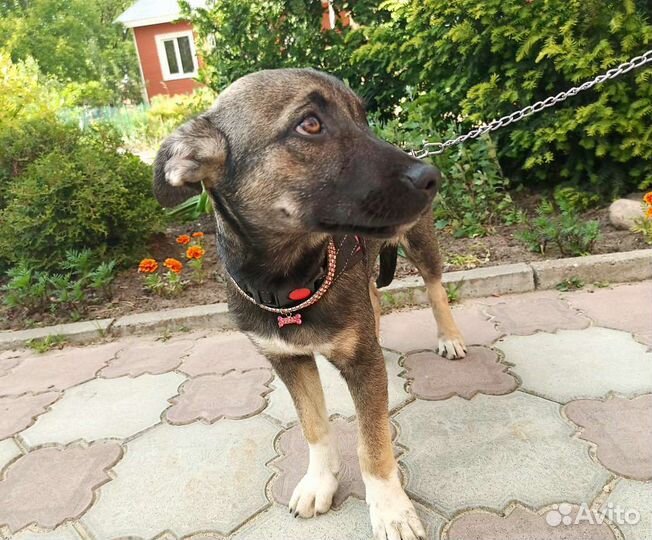 Щенуля - Лейла