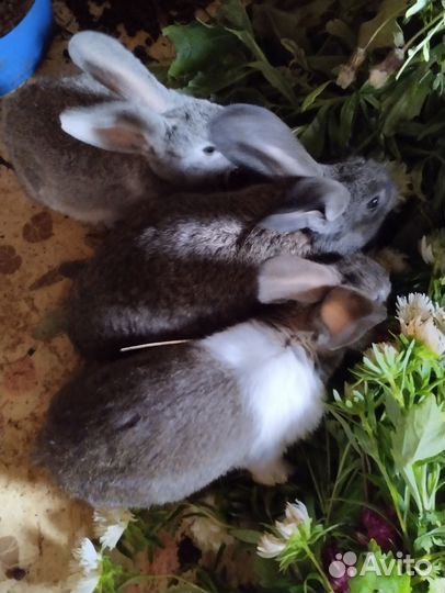 Кролики мясных пород великаны