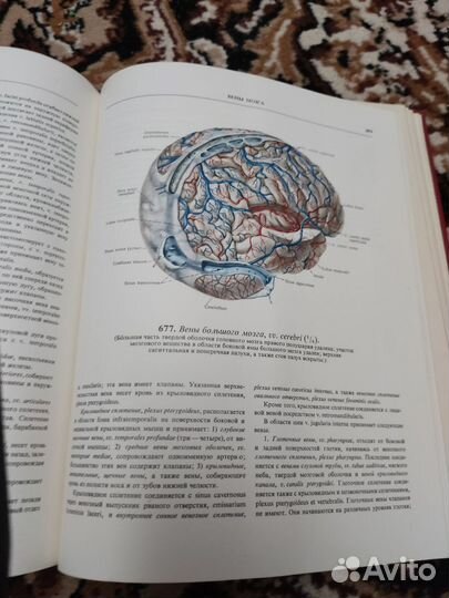 Атлас анатомии человека Синельников