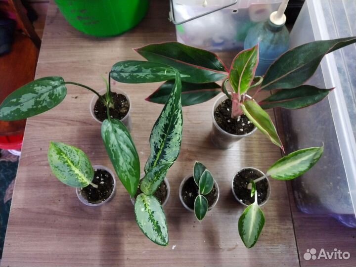Аглаонема детки
