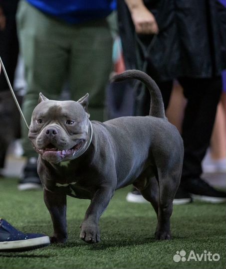 Американский булли вязка