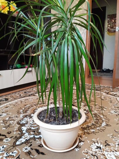 Пальма драцена