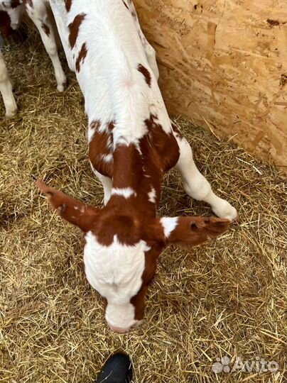 Телята доставка с выбором