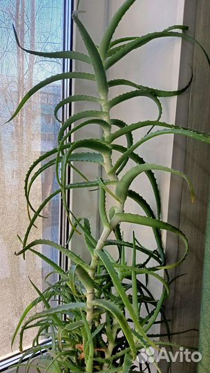 Алоэ древовидное (столетник) лечебный