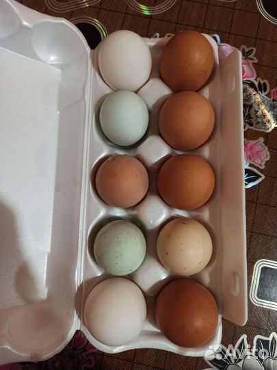 Домашние куриные яйца