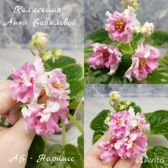 Детки сортовых фиалок