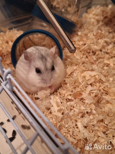 Забиру хомяка в добрые руки