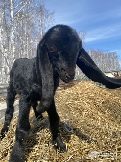 Козлик камори нубийский 50/50