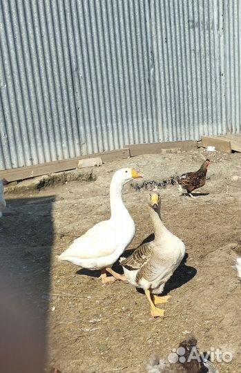 Пара гусей