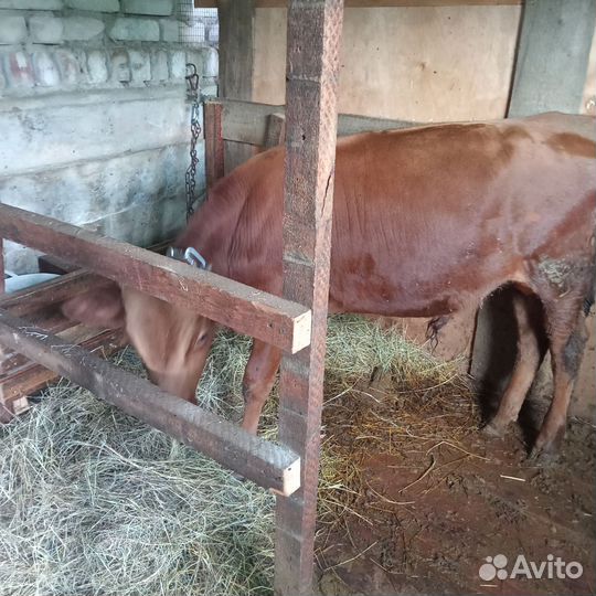 Телята бычки