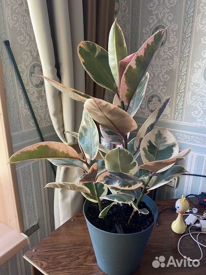 Фикус эластика тинеке