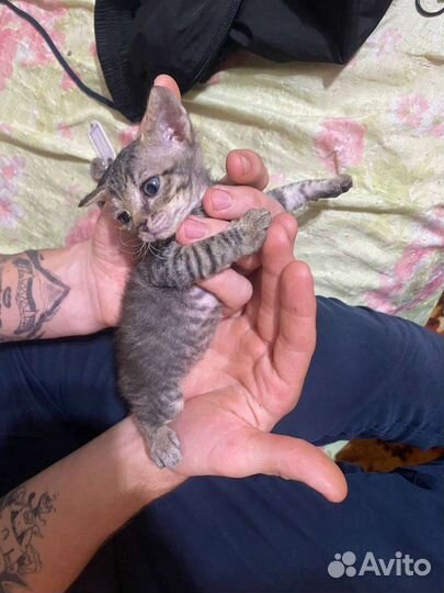 Отдам котят в добрые руки