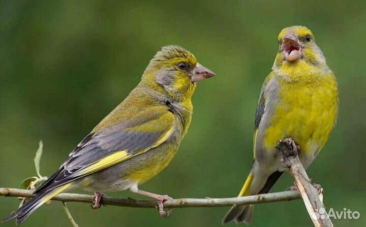 Лесные птицы