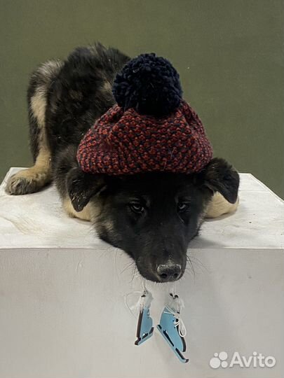 Собака в добрые руки отдам бесплатно