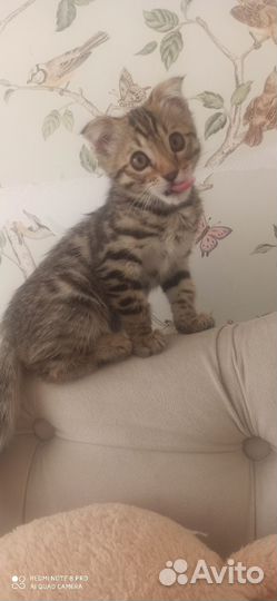Котëнок