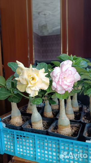 Адениум прививка