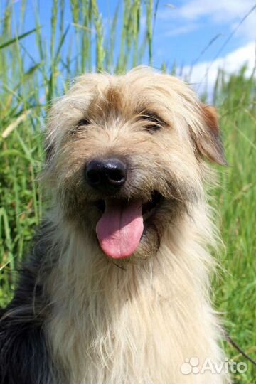 Собака Милли