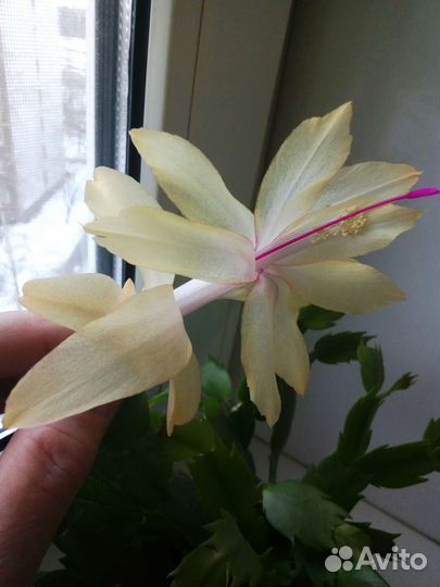 Декабристы разные