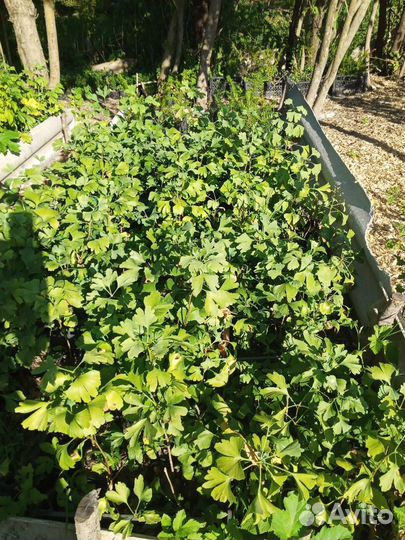 Гинкго билоба Саженцы и сеянцы