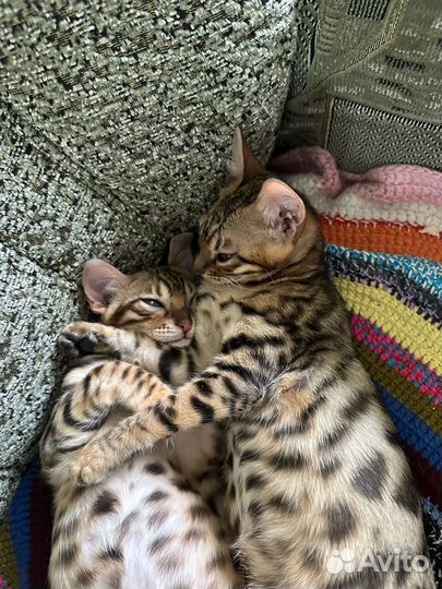 Бенгальские котята