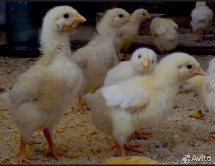 Цыплята