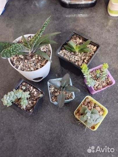 Суккуленты