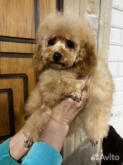 Той-пудель Мальчик РКФ