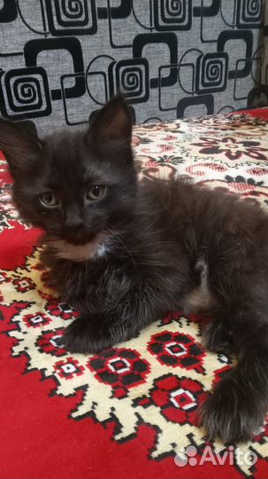 Котёнок девочка только в самые заботливые руки