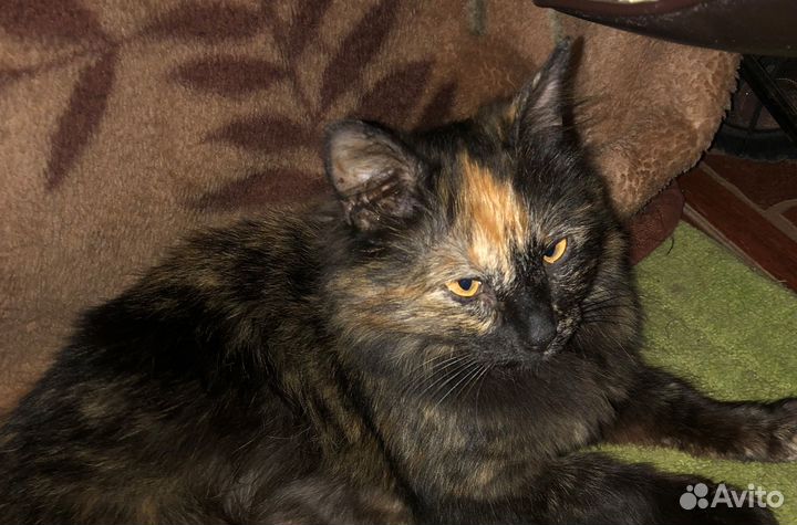 Кошка-крысолов