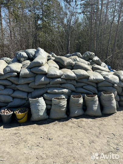 Перегной картофель