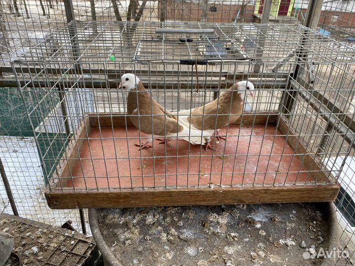 Продажа голубей