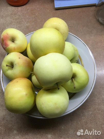 Яблоки домашние